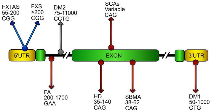 https://cdn.ncbi.nlm.nih.gov/pmc/blobs/c45b/7277112/ef53ba92b6c2/biomolecules-10-00702-g001.jpg