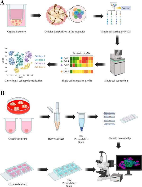https://cdn.ncbi.nlm.nih.gov/pmc/blobs/c45c/12046123/4bf051f186d7/MCO2-6-e70195-g003.jpg
