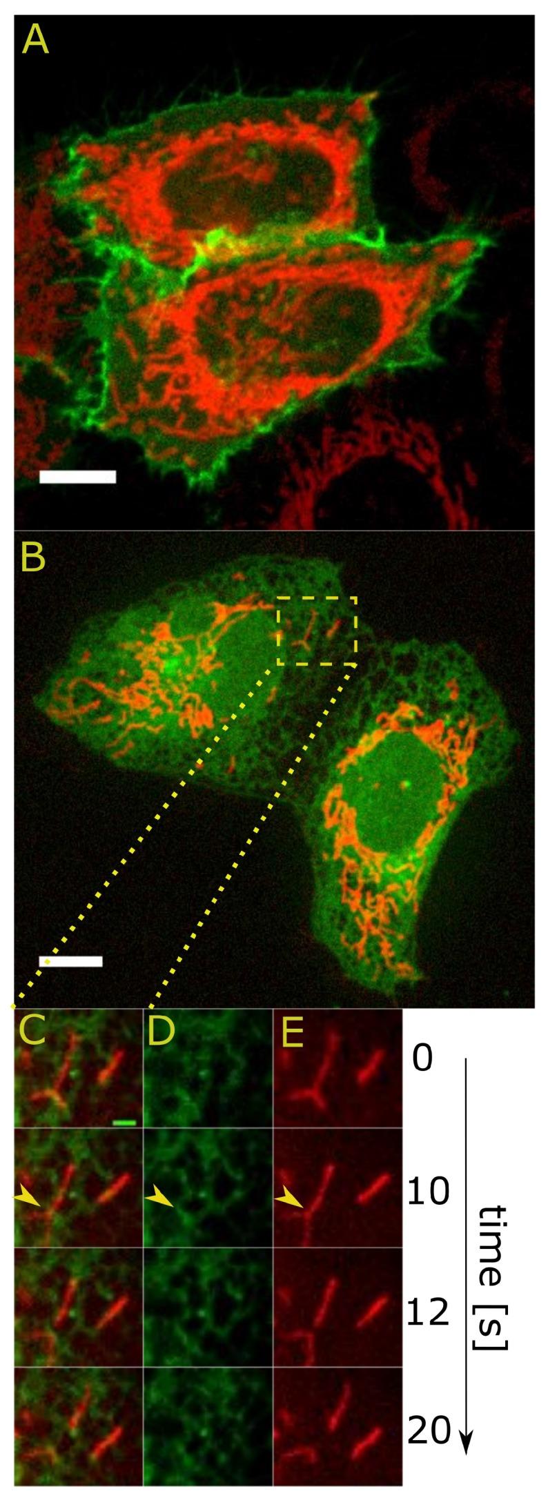 https://cdn.ncbi.nlm.nih.gov/pmc/blobs/c45d/5536064/cacde3d36732/ijms-18-01576-g001.jpg