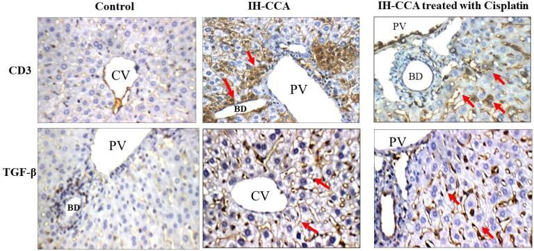 https://cdn.ncbi.nlm.nih.gov/pmc/blobs/c45f/12319215/8c6255116889/bi-15-31086-g006.jpg