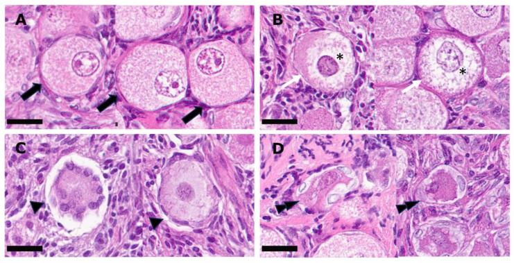 https://cdn.ncbi.nlm.nih.gov/pmc/blobs/c461/10967444/44969ca796ca/animals-14-00825-g002.jpg