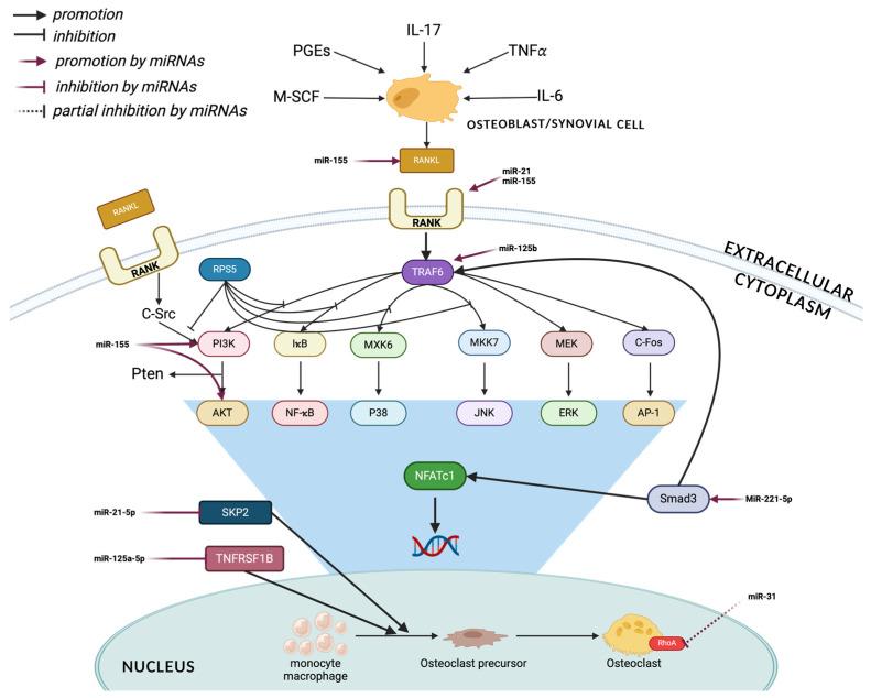 https://cdn.ncbi.nlm.nih.gov/pmc/blobs/c461/11172499/bfd60164f6ff/ijms-25-06240-g003.jpg