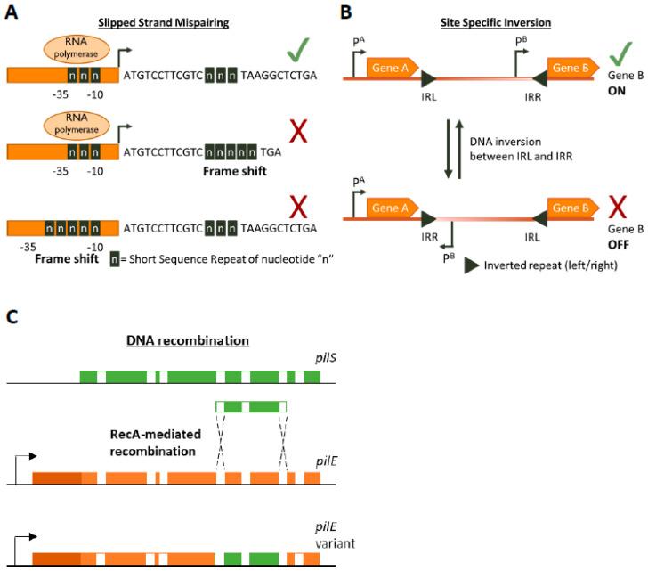 https://cdn.ncbi.nlm.nih.gov/pmc/blobs/c463/7911514/15c76df6353e/microorganisms-09-00244-g001.jpg