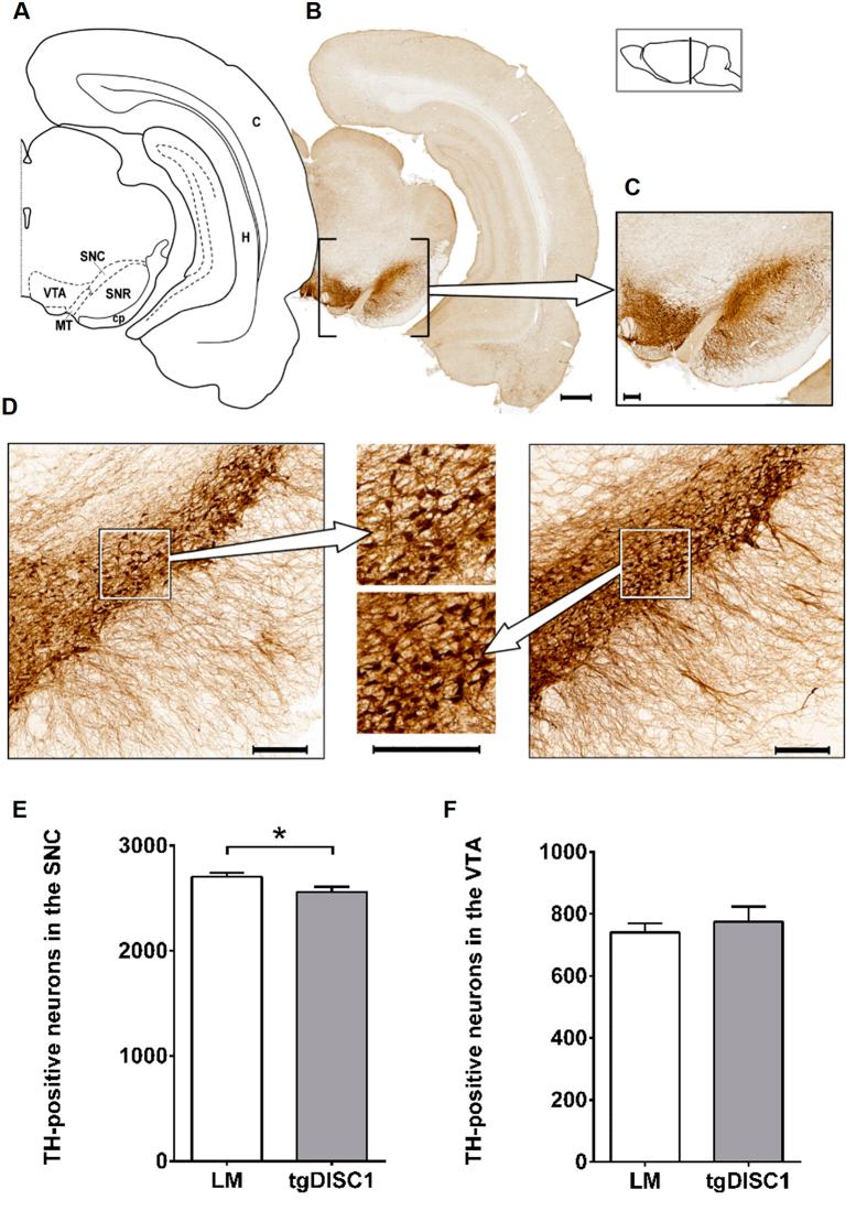 https://cdn.ncbi.nlm.nih.gov/pmc/blobs/c467/5056355/553b6d74a283/srep34946-f2.jpg