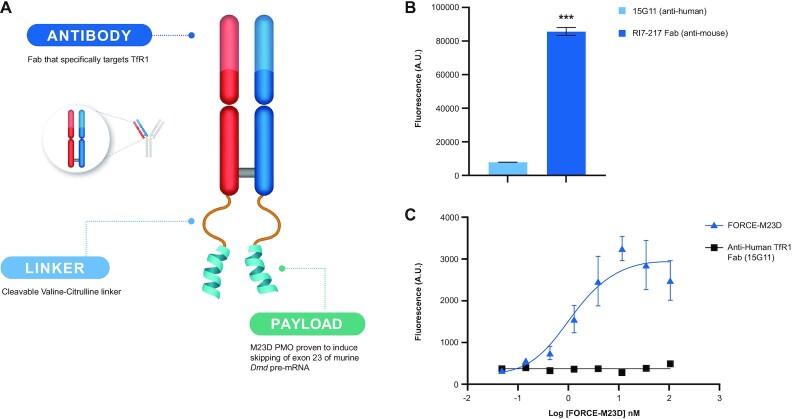 https://cdn.ncbi.nlm.nih.gov/pmc/blobs/c467/9723632/fcf37c3eaf7b/gkac641fig1.jpg