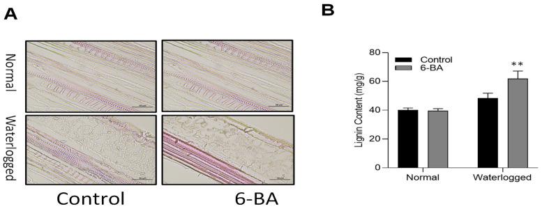 https://cdn.ncbi.nlm.nih.gov/pmc/blobs/c46a/11281113/236fd7ac2436/plants-13-01991-g005.jpg