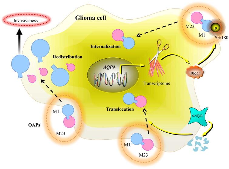 https://cdn.ncbi.nlm.nih.gov/pmc/blobs/c46c/11385637/80ced37fb0d3/IANN_A_2401111_F0001_C.jpg
