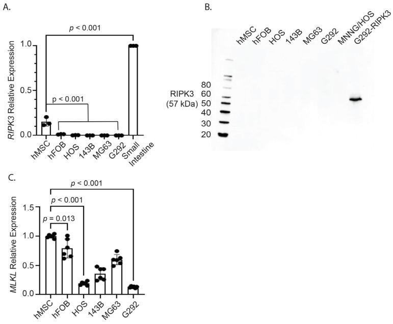 https://cdn.ncbi.nlm.nih.gov/pmc/blobs/c46f/12027565/b845aaf9a997/ijms-26-03863-g002.jpg