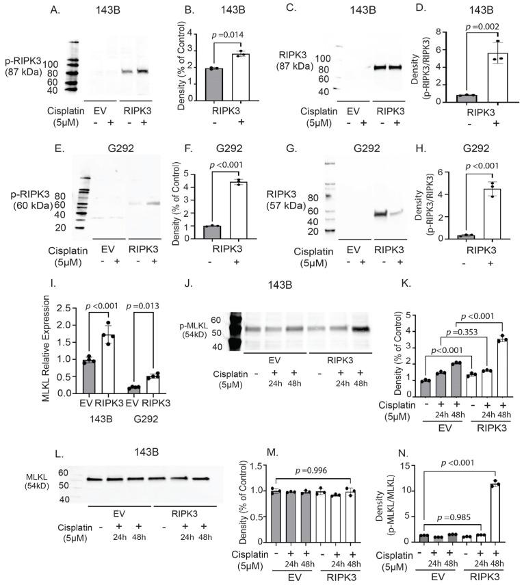 https://cdn.ncbi.nlm.nih.gov/pmc/blobs/c46f/12027565/dda0391dfc99/ijms-26-03863-g005.jpg