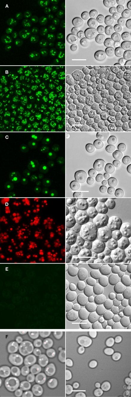 https://cdn.ncbi.nlm.nih.gov/pmc/blobs/c475/2871431/b39db8655375/zbc0231016440002.jpg