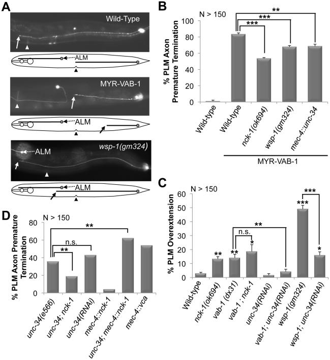 https://cdn.ncbi.nlm.nih.gov/pmc/blobs/c475/3285579/4bfaf32d37e1/pgen.1002513.g001.jpg