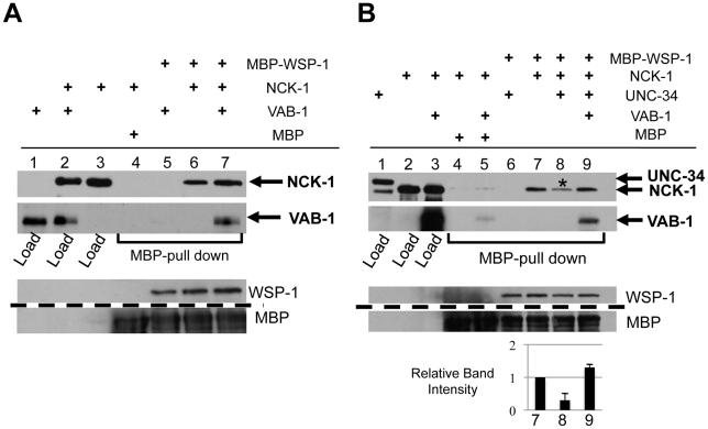 https://cdn.ncbi.nlm.nih.gov/pmc/blobs/c475/3285579/ac5940e0c4d2/pgen.1002513.g006.jpg