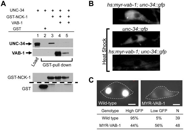 https://cdn.ncbi.nlm.nih.gov/pmc/blobs/c475/3285579/c7b6ce75a084/pgen.1002513.g005.jpg