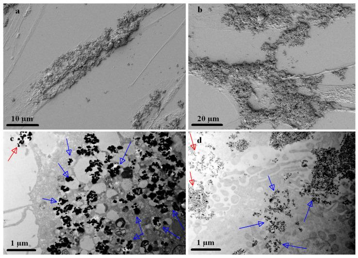 https://cdn.ncbi.nlm.nih.gov/pmc/blobs/c477/10675303/5b59ef5383cb/nanomaterials-13-02941-g007.jpg