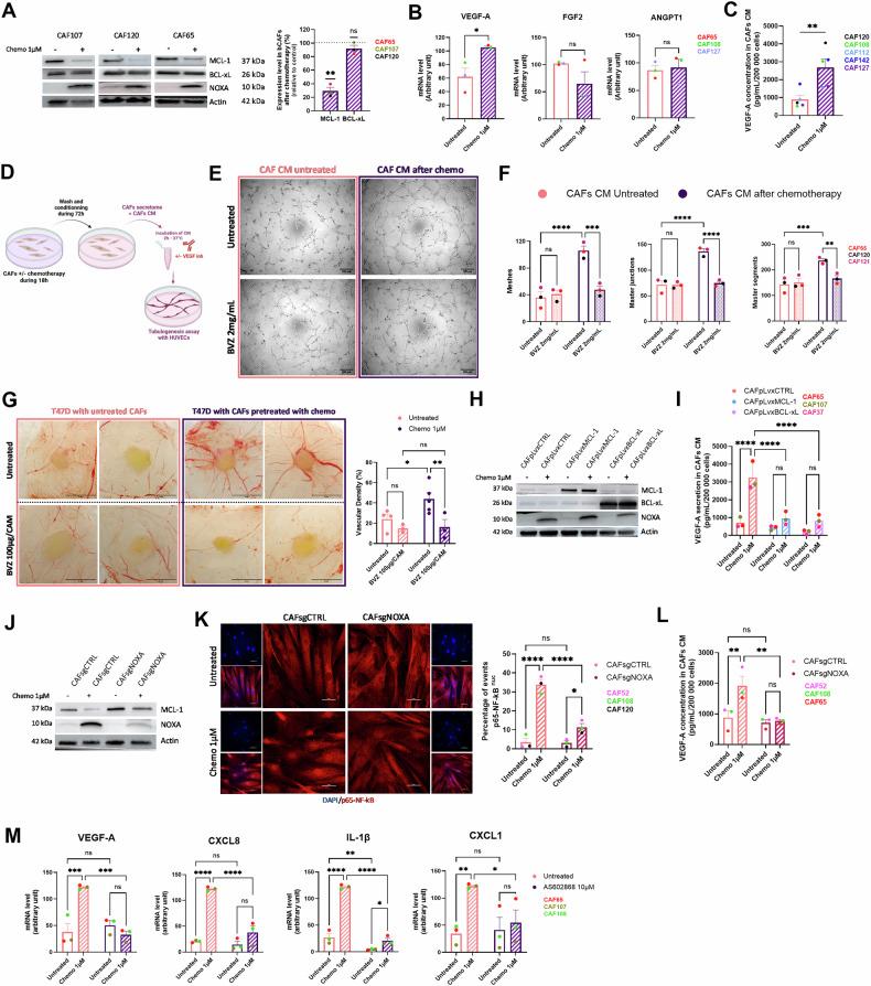 https://cdn.ncbi.nlm.nih.gov/pmc/blobs/c478/12335522/73bbbac5f4cc/41419_2025_7920_Fig6_HTML.jpg