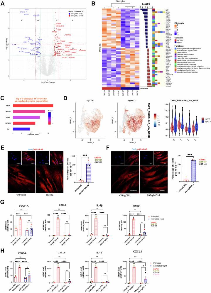 https://cdn.ncbi.nlm.nih.gov/pmc/blobs/c478/12335522/a8de7f2e6f55/41419_2025_7920_Fig5_HTML.jpg