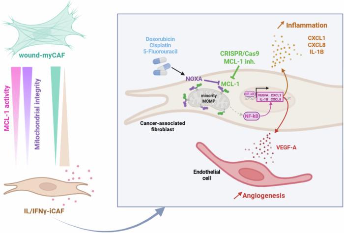 https://cdn.ncbi.nlm.nih.gov/pmc/blobs/c478/12335522/f79aedd0e7d8/41419_2025_7920_Fig7_HTML.jpg