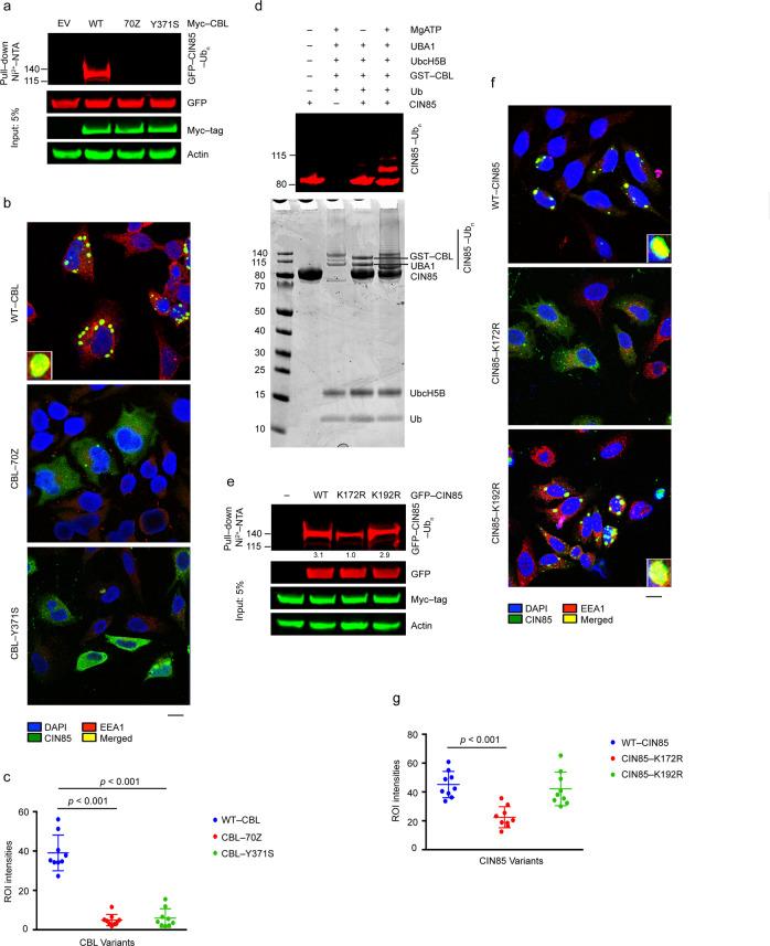 https://cdn.ncbi.nlm.nih.gov/pmc/blobs/c478/7994203/20fc0b6ae014/41388_2021_1684_Fig4_HTML.jpg