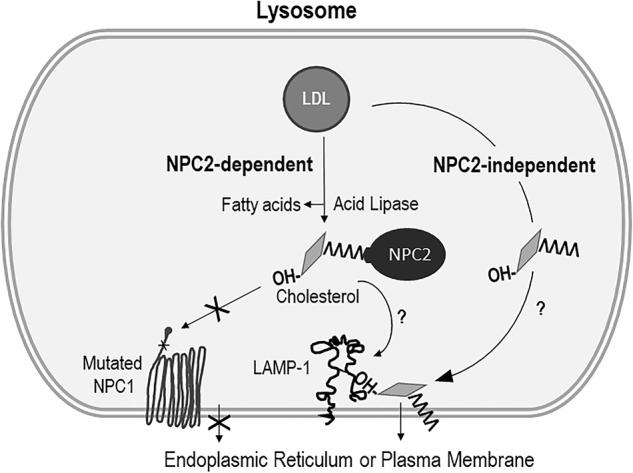 https://cdn.ncbi.nlm.nih.gov/pmc/blobs/c47a/6170477/1f313a06b978/41419_2018_1056_Sch1_HTML.jpg