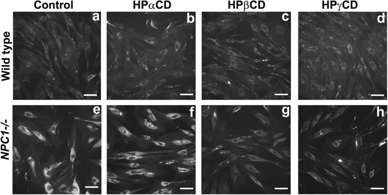 https://cdn.ncbi.nlm.nih.gov/pmc/blobs/c47a/6170477/59368e509821/41419_2018_1056_Fig2_HTML.jpg