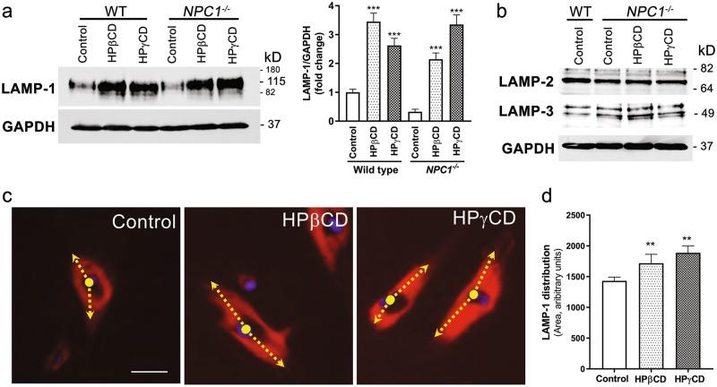 https://cdn.ncbi.nlm.nih.gov/pmc/blobs/c47a/6170477/c91405adc569/41419_2018_1056_Fig4_HTML.jpg