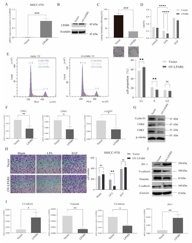 https://cdn.ncbi.nlm.nih.gov/pmc/blobs/c47f/12071778/5aacfe2d6f72/ijms-26-04205-g003.jpg