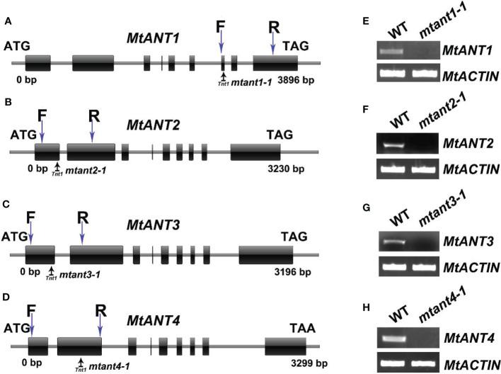 https://cdn.ncbi.nlm.nih.gov/pmc/blobs/c484/9669440/8e451337fd4f/fpls-13-1050462-g005.jpg