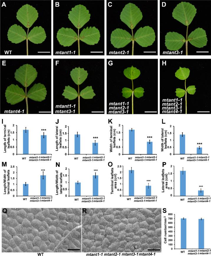 https://cdn.ncbi.nlm.nih.gov/pmc/blobs/c484/9669440/e1cd7232f543/fpls-13-1050462-g006.jpg