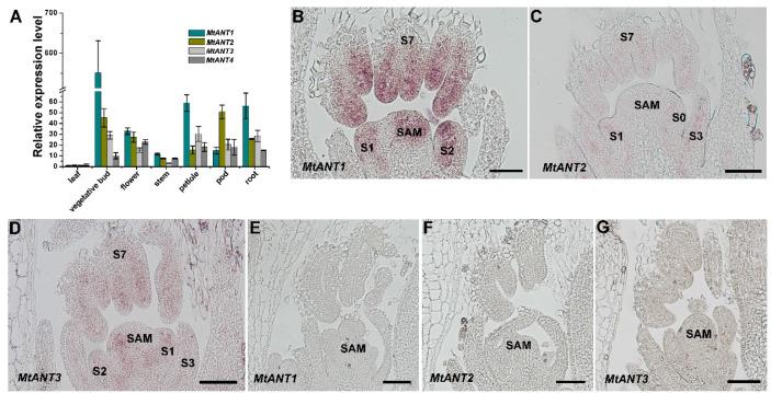 https://cdn.ncbi.nlm.nih.gov/pmc/blobs/c484/9669440/fe705781cde7/fpls-13-1050462-g004.jpg
