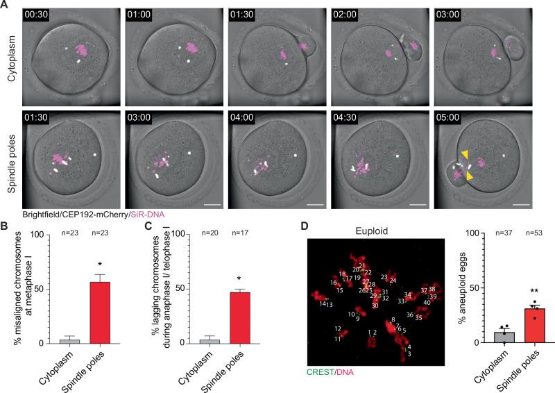 https://cdn.ncbi.nlm.nih.gov/pmc/blobs/c487/12449456/2064119e62f5/41467_2025_63586_Fig8_HTML.jpg