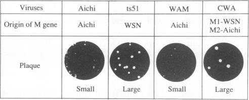 https://cdn.ncbi.nlm.nih.gov/pmc/blobs/c48b/237279/ac9444d4720a/jvirol00021-0490-b.jpg