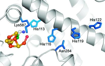 https://cdn.ncbi.nlm.nih.gov/pmc/blobs/c48c/2721637/5f789c4f4f0b/bi-2009-00574h_0004.jpg