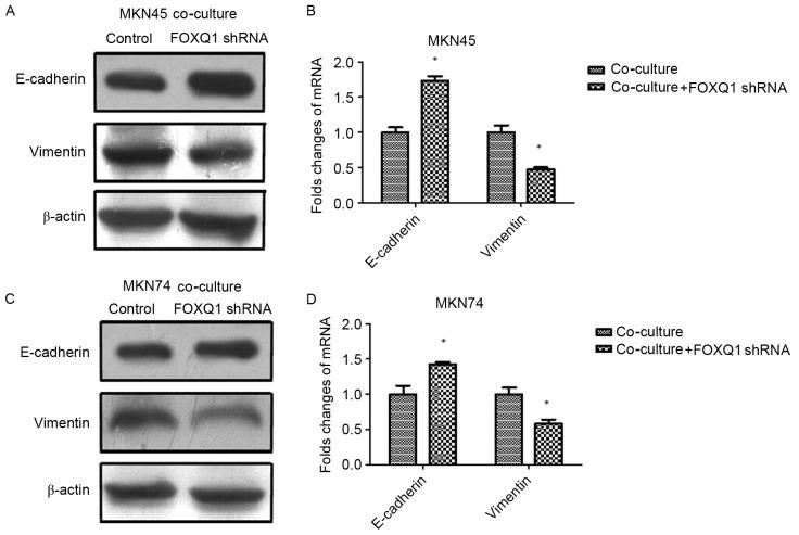https://cdn.ncbi.nlm.nih.gov/pmc/blobs/c48d/5652949/161c34176fef/OR-38-04-2003-g03.jpg