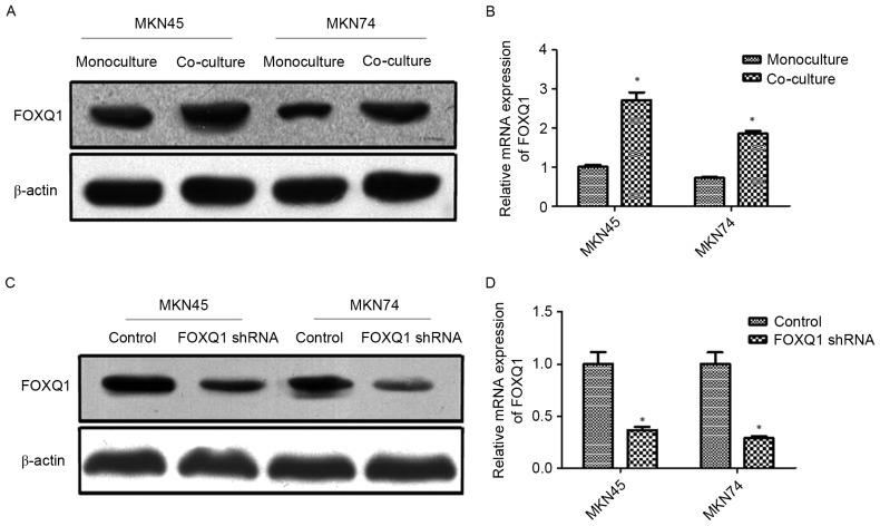 https://cdn.ncbi.nlm.nih.gov/pmc/blobs/c48d/5652949/b0ce328690b1/OR-38-04-2003-g02.jpg