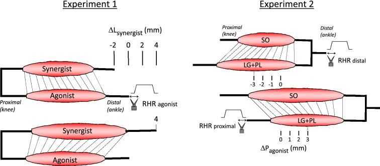 https://cdn.ncbi.nlm.nih.gov/pmc/blobs/c495/8803698/8c986f48eb66/221_2021_6242_Fig1_HTML.jpg
