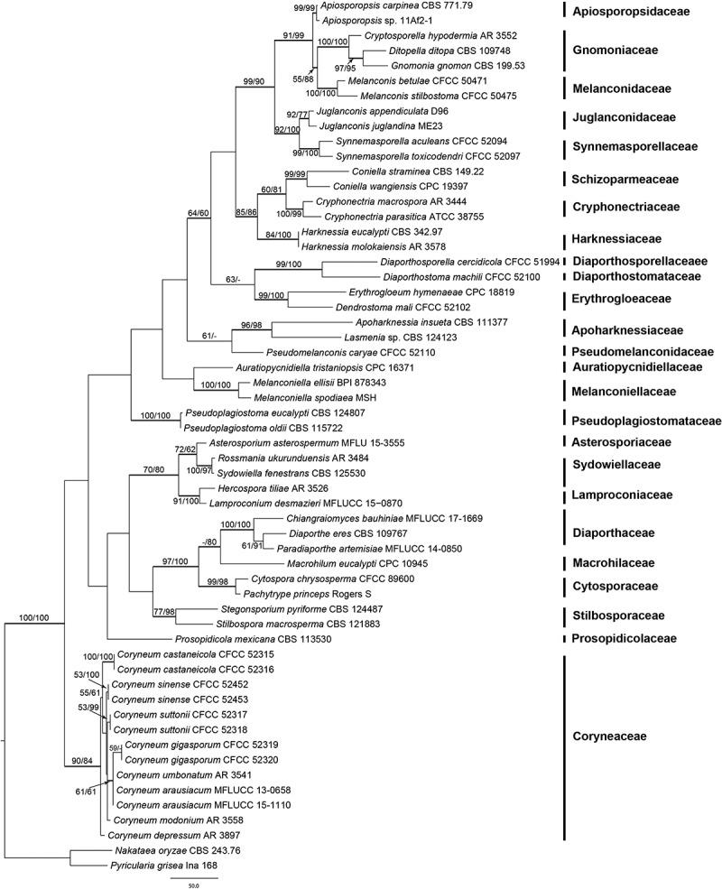 https://cdn.ncbi.nlm.nih.gov/pmc/blobs/c496/6352375/8f97c7f7e0bb/UMYC_A_1516969_F0001_B.jpg