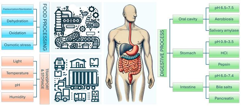 https://cdn.ncbi.nlm.nih.gov/pmc/blobs/c498/11859715/cd409a1f3b5b/pharmaceutics-17-00185-g002.jpg
