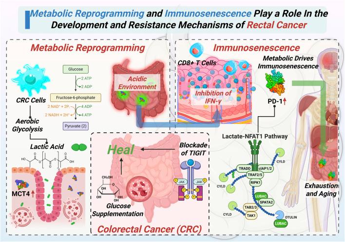 https://cdn.ncbi.nlm.nih.gov/pmc/blobs/c498/12380691/05b4670dee65/fcell-13-1662464-g002.jpg