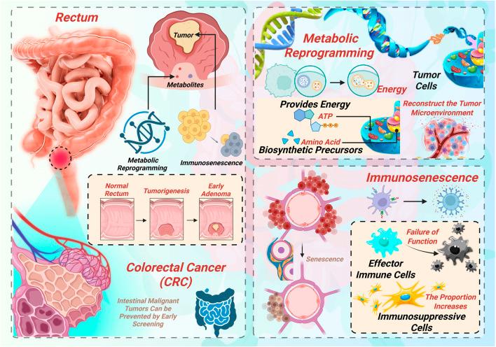 https://cdn.ncbi.nlm.nih.gov/pmc/blobs/c498/12380691/74adad8dd117/fcell-13-1662464-g001.jpg