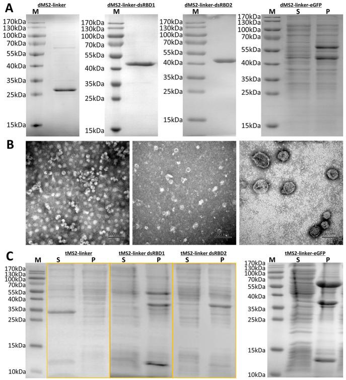 https://cdn.ncbi.nlm.nih.gov/pmc/blobs/c499/10729756/c651d7455931/sb3c00503_0005.jpg
