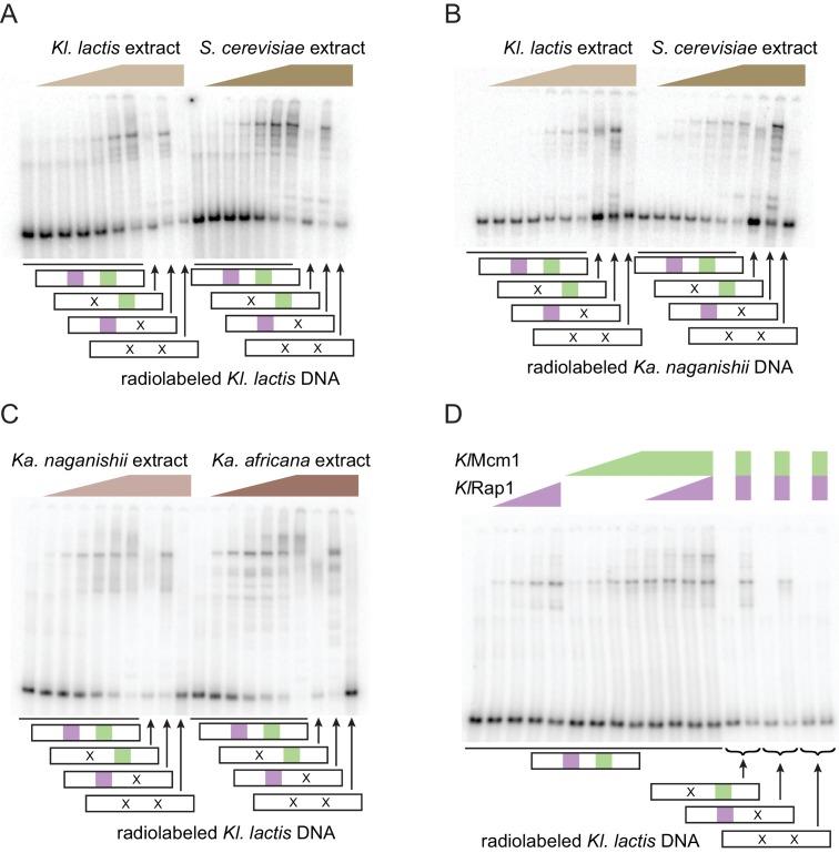 https://cdn.ncbi.nlm.nih.gov/pmc/blobs/c499/6173580/9e1404f4f282/elife-37563-fig4-figsupp1.jpg