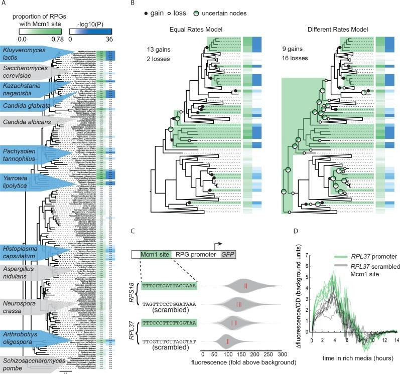 https://cdn.ncbi.nlm.nih.gov/pmc/blobs/c499/6173580/aade1af12778/elife-37563-fig1.jpg