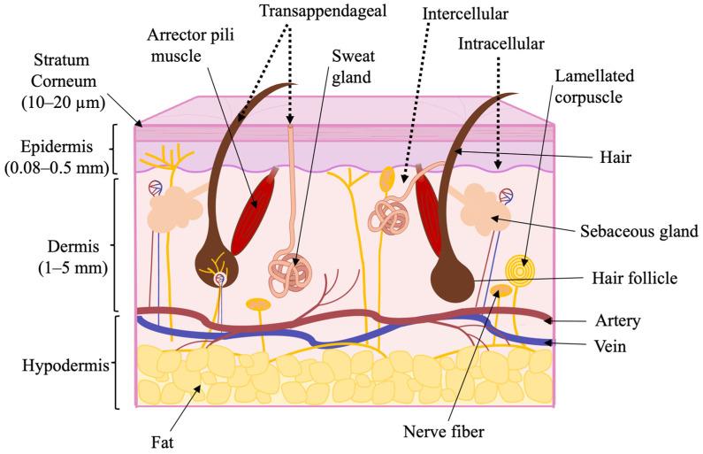 https://cdn.ncbi.nlm.nih.gov/pmc/blobs/c49a/12300492/b41632d54558/pharmaceutics-17-00936-g002.jpg