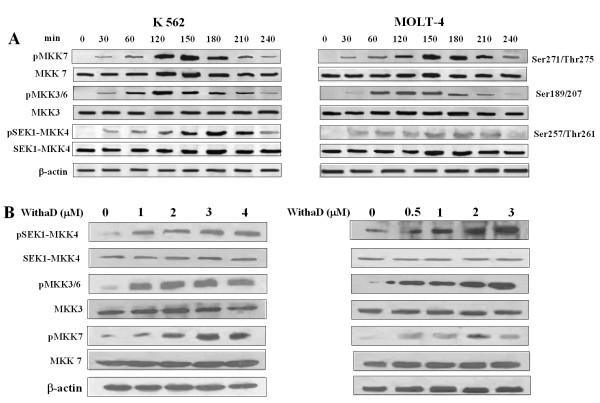 https://cdn.ncbi.nlm.nih.gov/pmc/blobs/c4a0/2949798/dc1e25d97c54/1476-4598-9-239-4.jpg