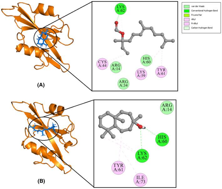 https://cdn.ncbi.nlm.nih.gov/pmc/blobs/c4a2/11615512/bf8ea2b57e3f/JCMM-28-e70158-g007.jpg