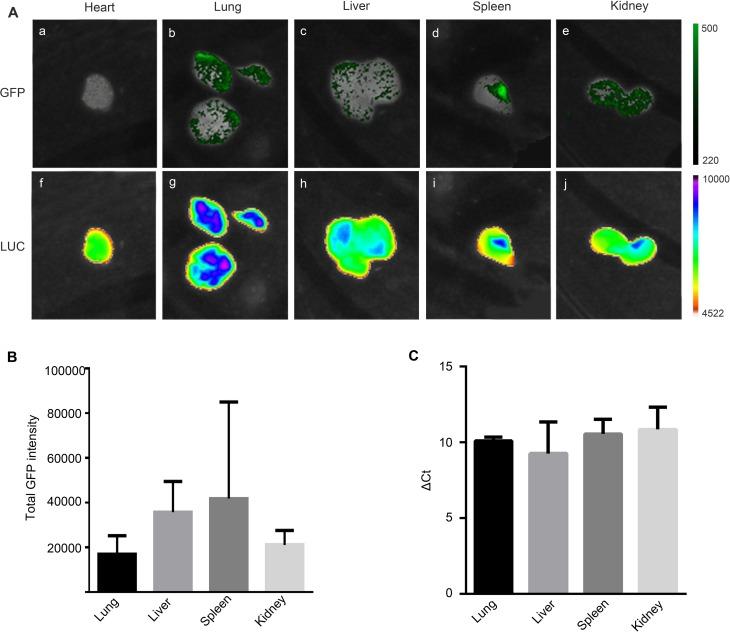 https://cdn.ncbi.nlm.nih.gov/pmc/blobs/c4a8/6434487/81245523c484/10.1177_0963689717728937-fig4.jpg