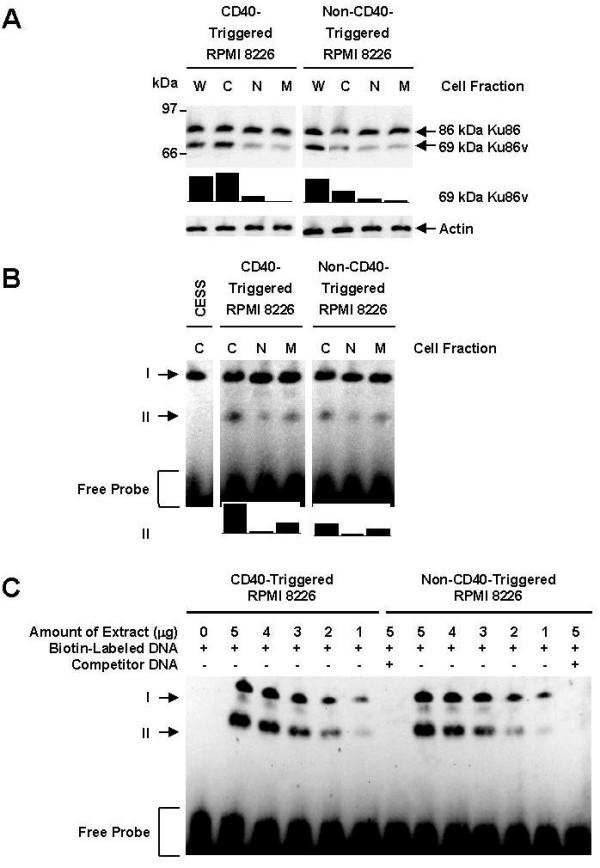 https://cdn.ncbi.nlm.nih.gov/pmc/blobs/c4ab/2386117/7fc56cd8e963/1475-2867-8-4-2.jpg