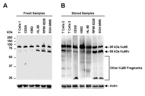 https://cdn.ncbi.nlm.nih.gov/pmc/blobs/c4ab/2386117/c55d5859cc39/1475-2867-8-4-1.jpg
