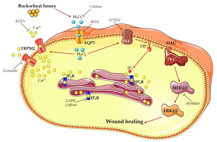 https://cdn.ncbi.nlm.nih.gov/pmc/blobs/c4ab/8147193/2c94ebb349bc/cells-10-01071-g008.jpg