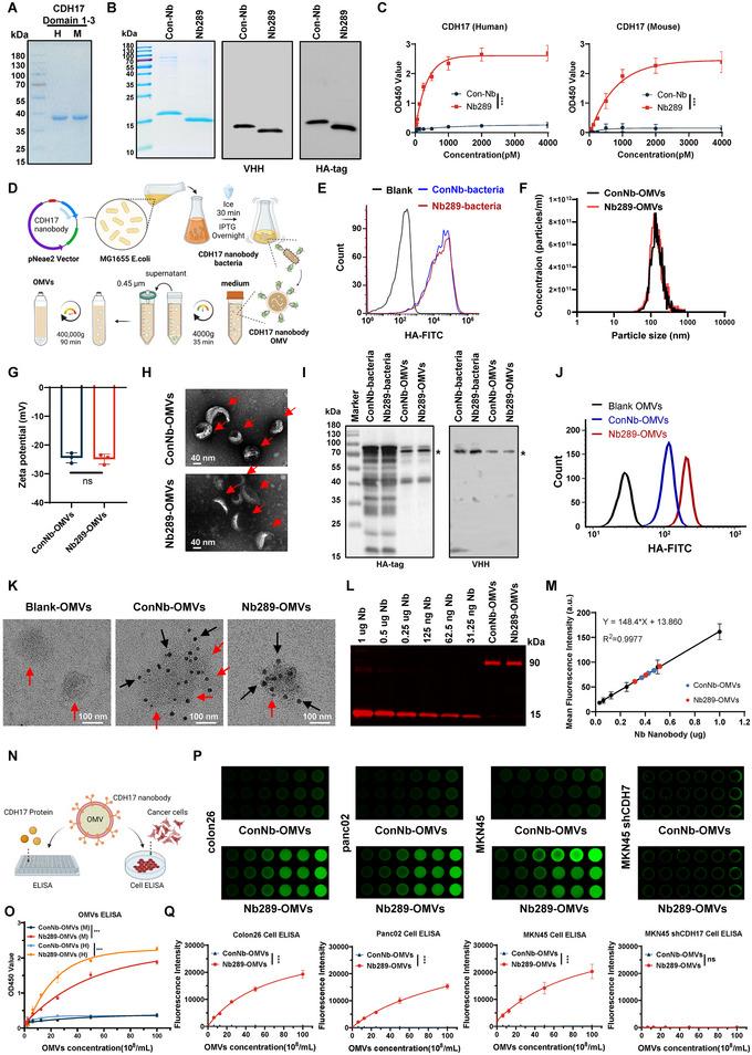 https://cdn.ncbi.nlm.nih.gov/pmc/blobs/c4b0/12003094/2bbcf3c0ab58/JEV2-14-e70069-g001.jpg